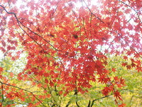 東郷公園の秋