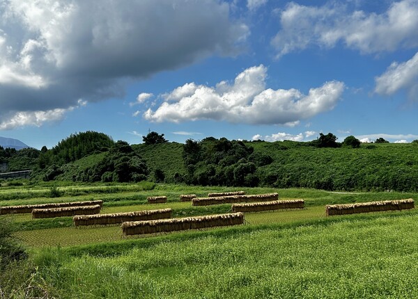 稲のハデカケ風景