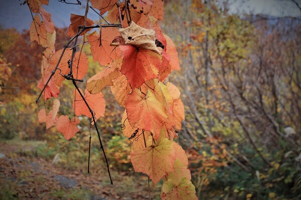 大きな紅葉