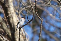 赤啄木鳥の次は鷽