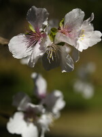 冬桜 ZD 35mmF3.5マクロ