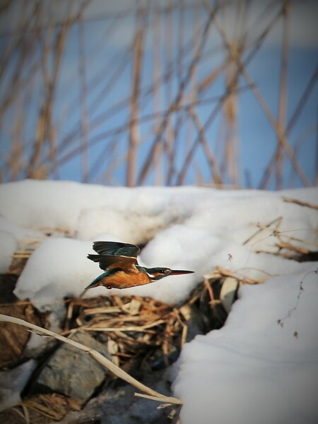 冬晴れに翔ぶ