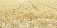 Harvest