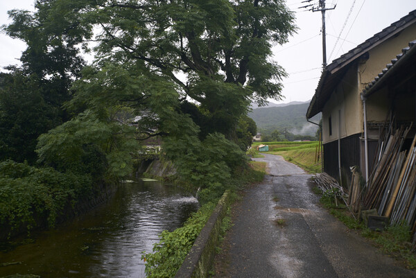 金倉川