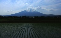富士の見守る稲作