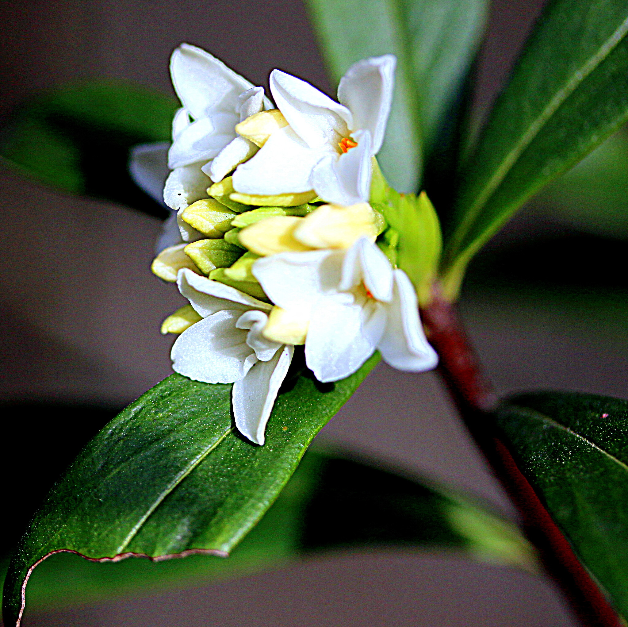 【春】白い花の沈丁花
