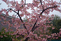 氷雨に濡れる河津桜