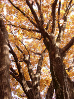 ◆紅葉スケッチ-4４ 神代植物公園④