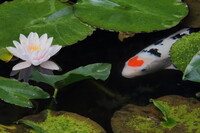 睡蓮の咲く池
