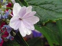 雨の紫陽花 ①
