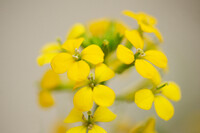 東京の花　黄色