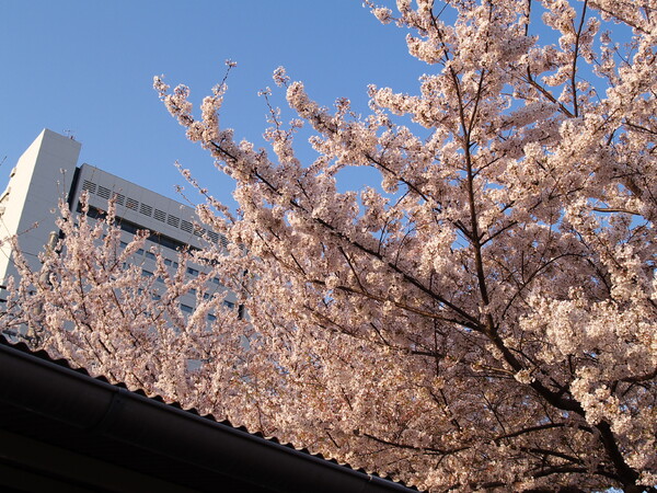 桜への追憶として・・・