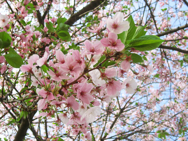 色濃い桜