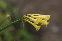 雨に濡れたキルタンサス