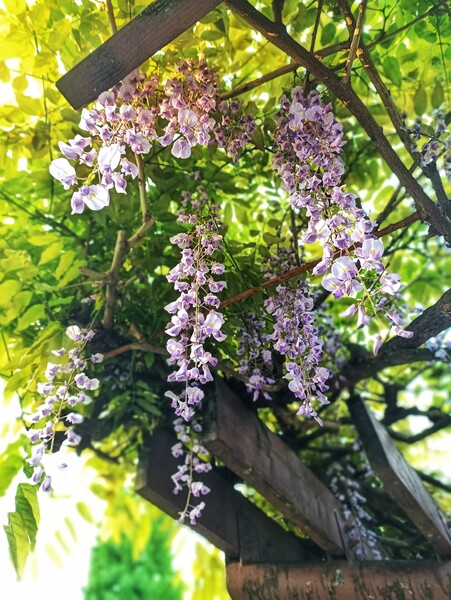 藤の花 もそろそろ