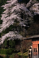 桜と水車小屋
