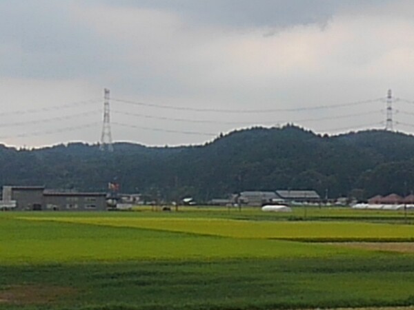 土手の歩道から見えた水田地帯