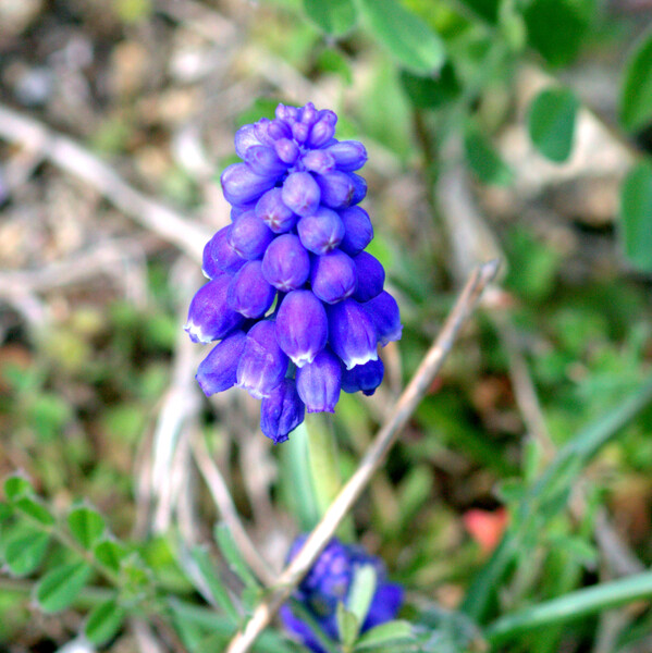 春の紫２