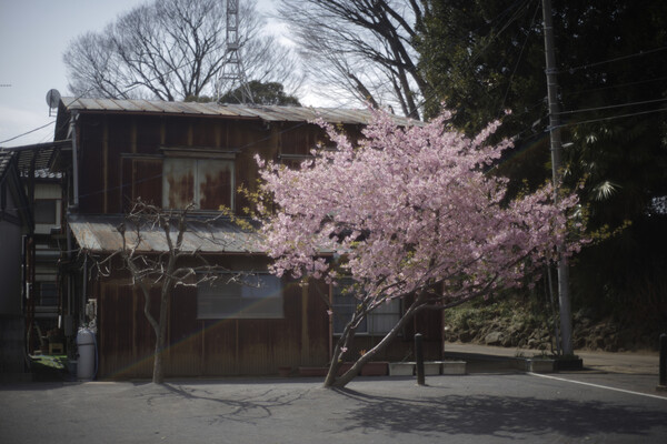 早咲きの桜