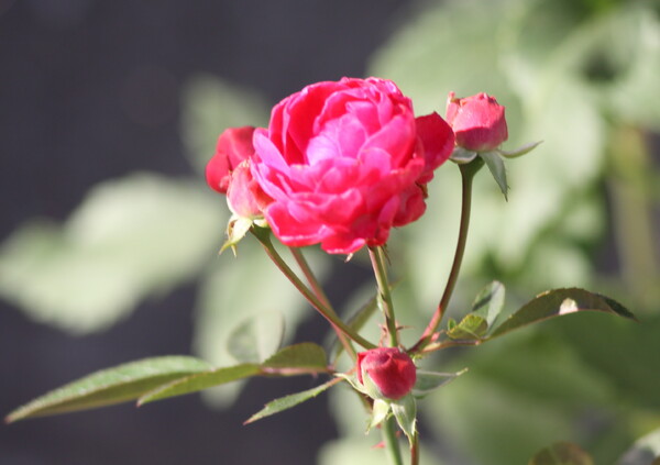 【色】赤い薔薇