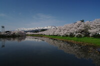 雪山と桜の競演