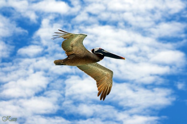 Galápagos Islands 13
