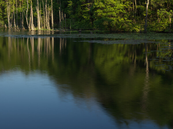池の木立