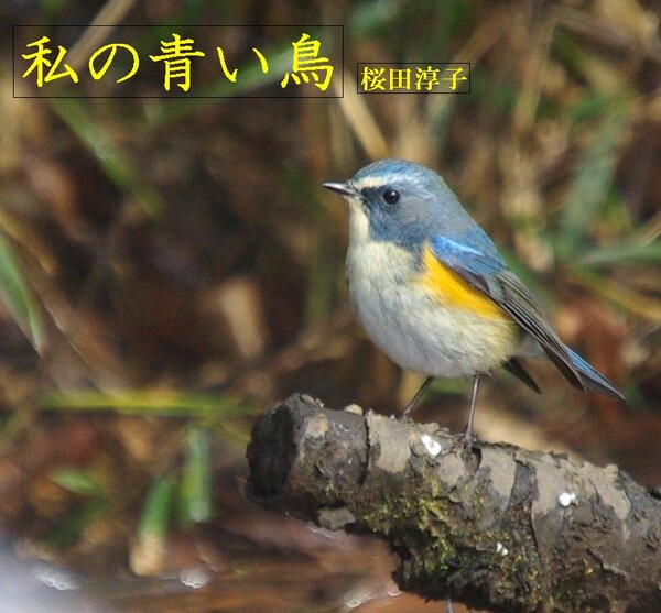 【この一曲】私の青い鳥/桜田淳子