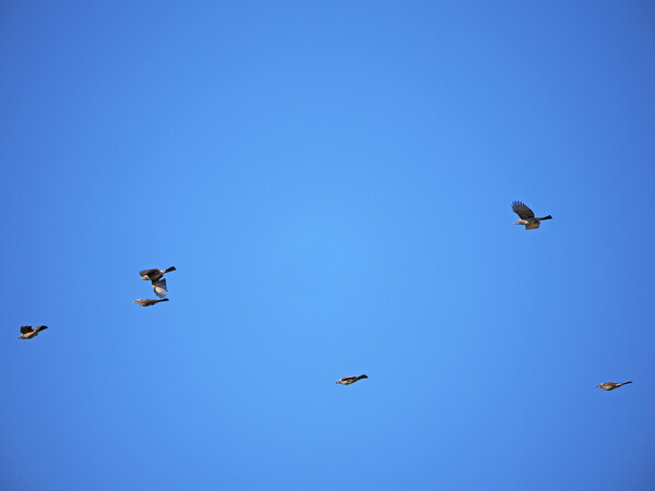 チーム「ヒヨ？」