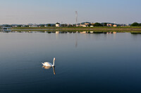 白鳥のいる風景