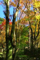 【秋】　紅葉の森