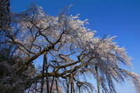 奥山田のしだれ桜