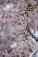 京の朝桜