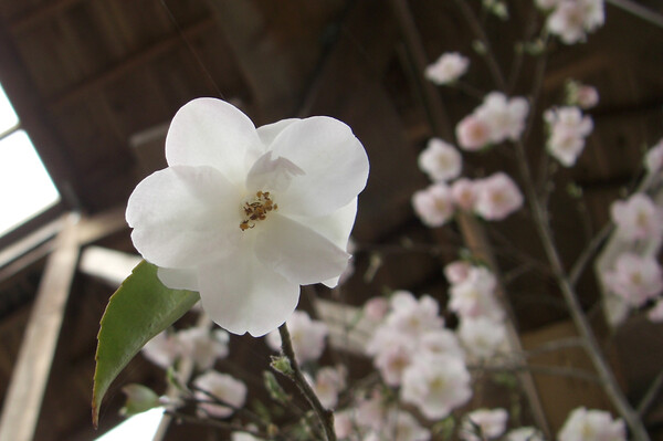【おだやかに・・・春】白い椿