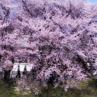 【スクエア】　桜散策