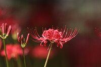 赤蜘蛛ユリ？