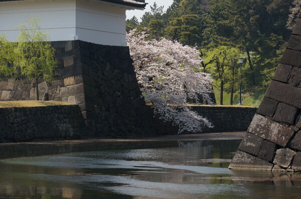 皇居周辺の桜