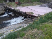 堰の上で見られた桜色の絨毯