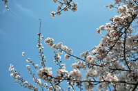 【おだやかに・・・春】桜と雲