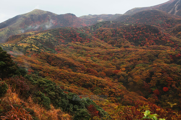 紅葉のくじゅう連山を歩く。