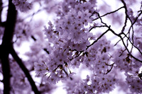 涼観（すずみ）の桜