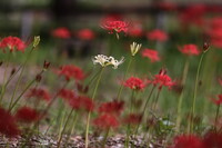 紅一点ならぬ白一点