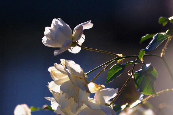 【逆光】 朝寒の薔薇