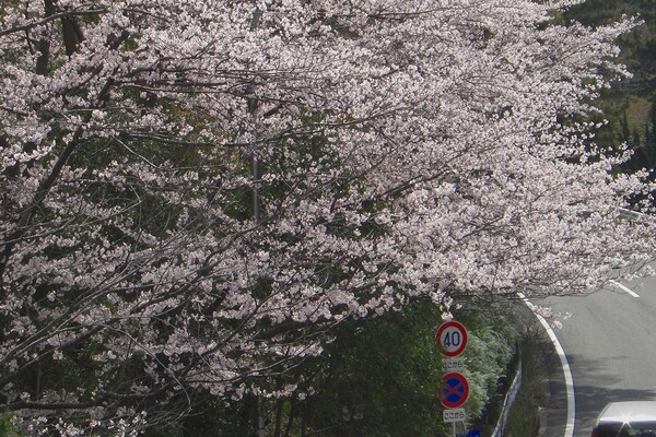 【花のある情景】桜・ここから××禁止