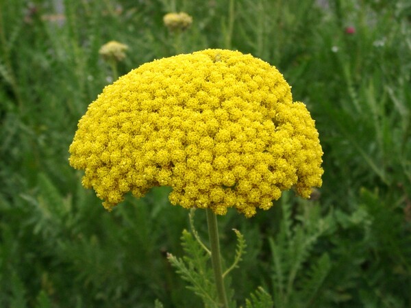 黄色の花-4