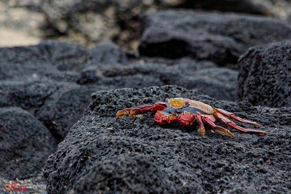 Galápagos Islands 11