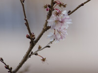 桜　はえ〜〜〜！