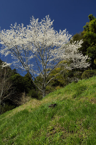 「春」春の野山