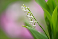 スズランの花を撮ってみた