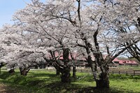 牛たちはまだ屋内